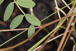 Florida hoarypea